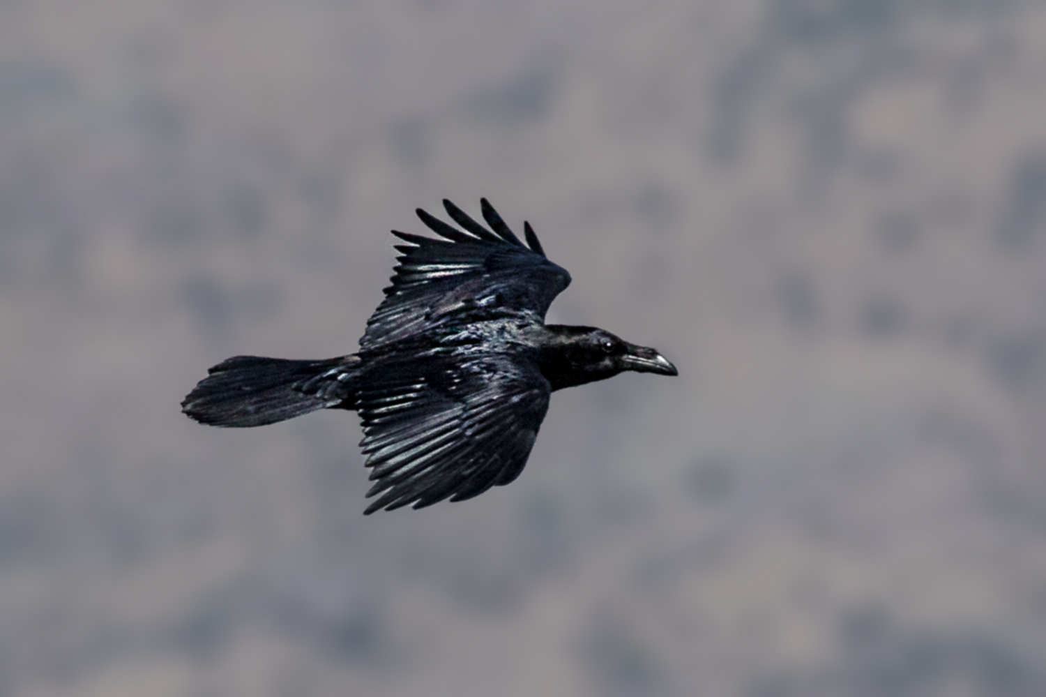 Common Raven